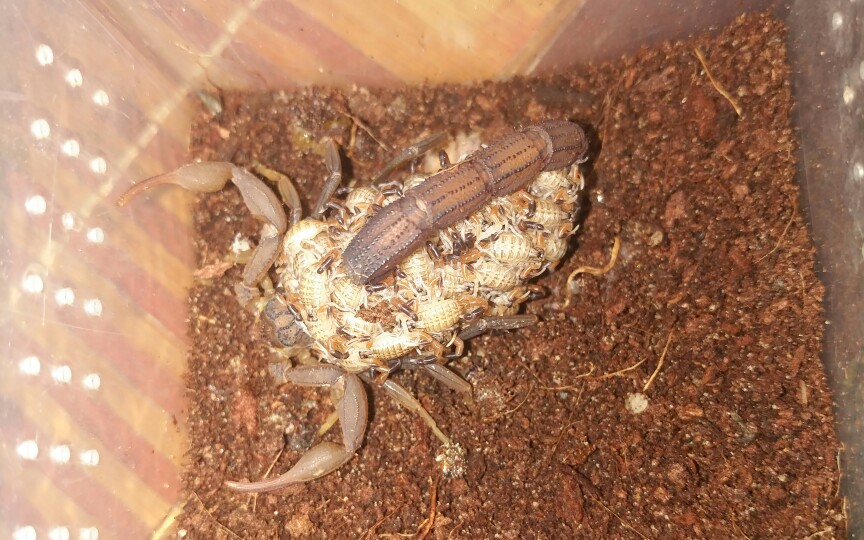 【爬宠】红鳄背蝎又生了一窝小蝎子,养不起了啊