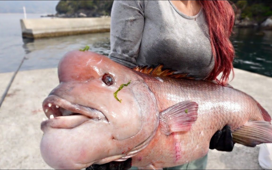 「怪鱼钓行99隆头鱼」釣れたコイツを食べちゃう