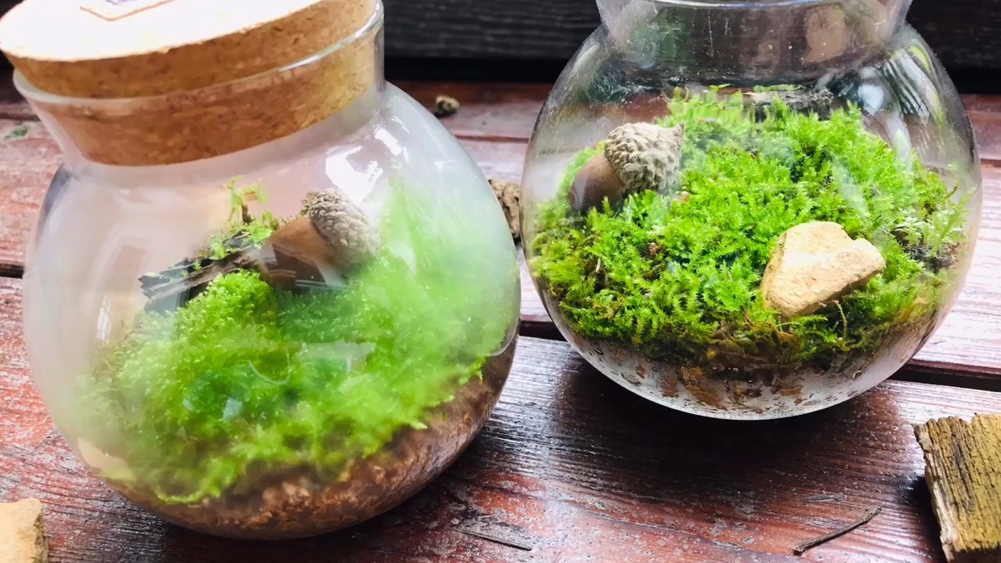 活动作品瓶中小世界制作迷你生态瓶苔藓微景观