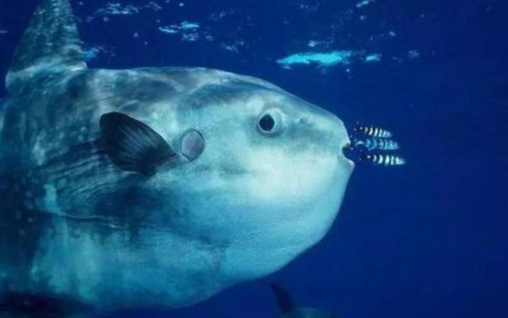世界上最笨的鱼图片