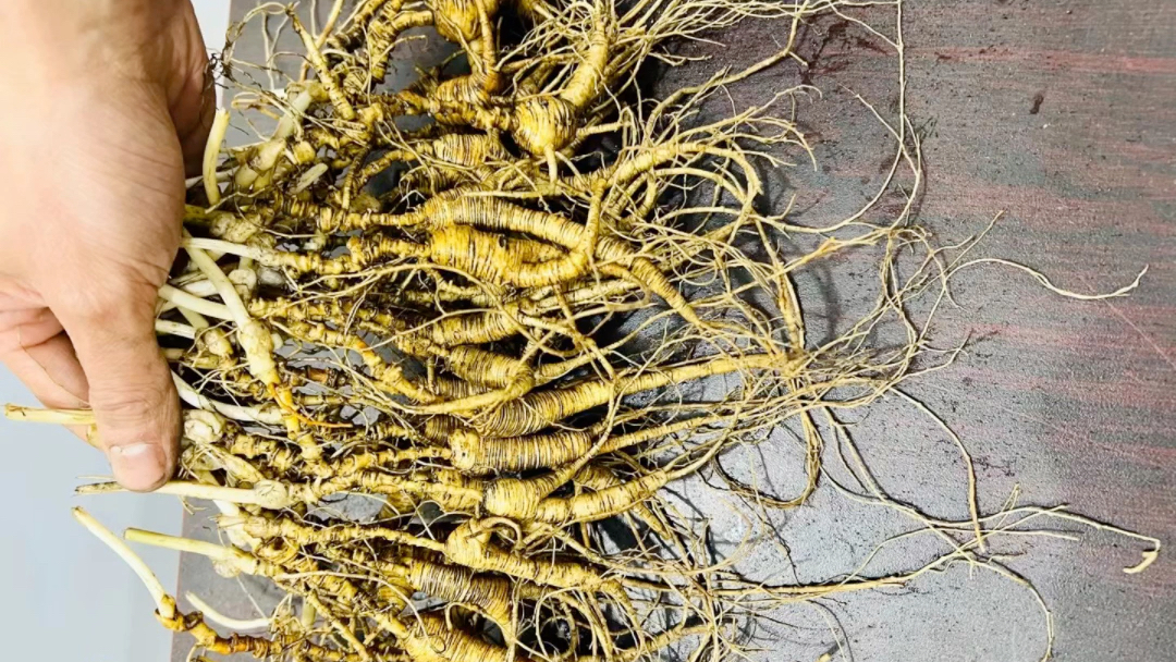 24年野播籽货,颗颗长芦,细纹老黄皮