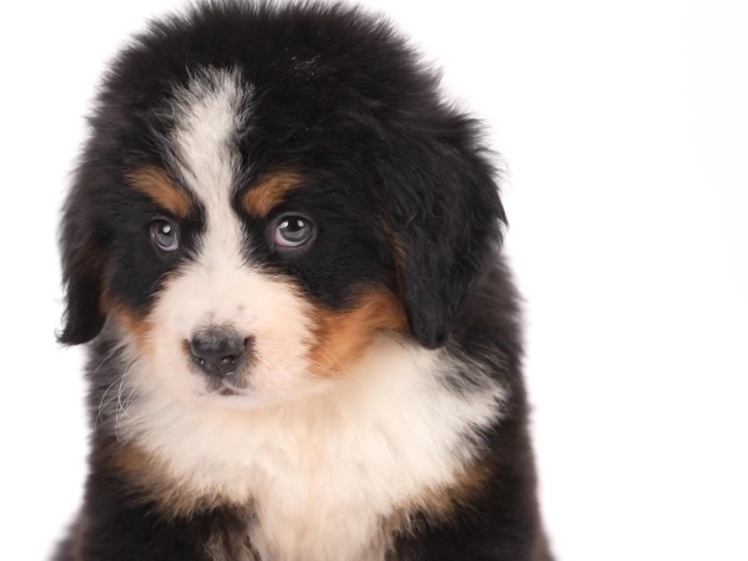 小伯 伯恩山犬 幼犬 预定中❤️