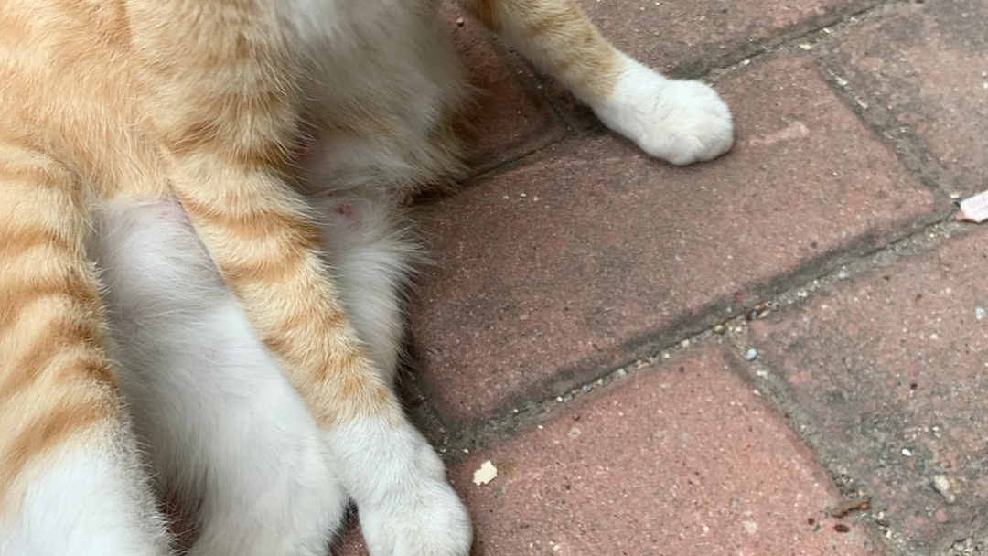 震惊!罕见的瘦橘猫