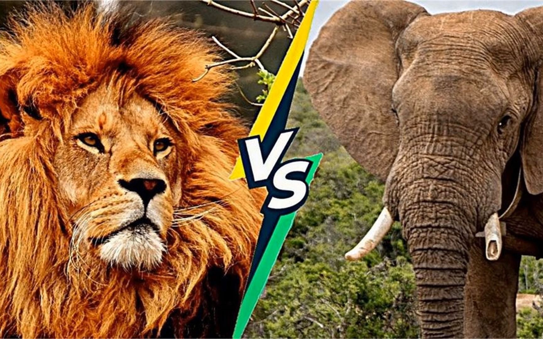 狮子与大象-大象试图从狮子狩猎中拯救小象,狮子狩猎失败!