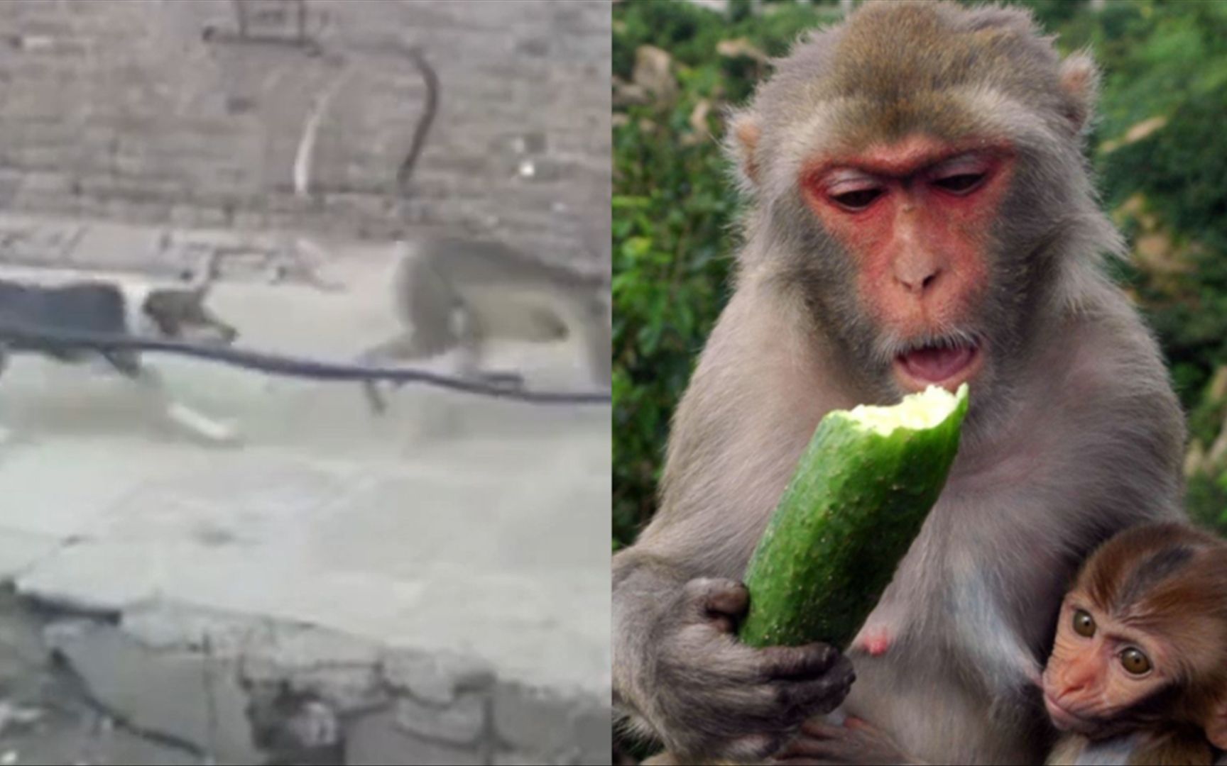 饭店杀猴子猴子惨叫图片