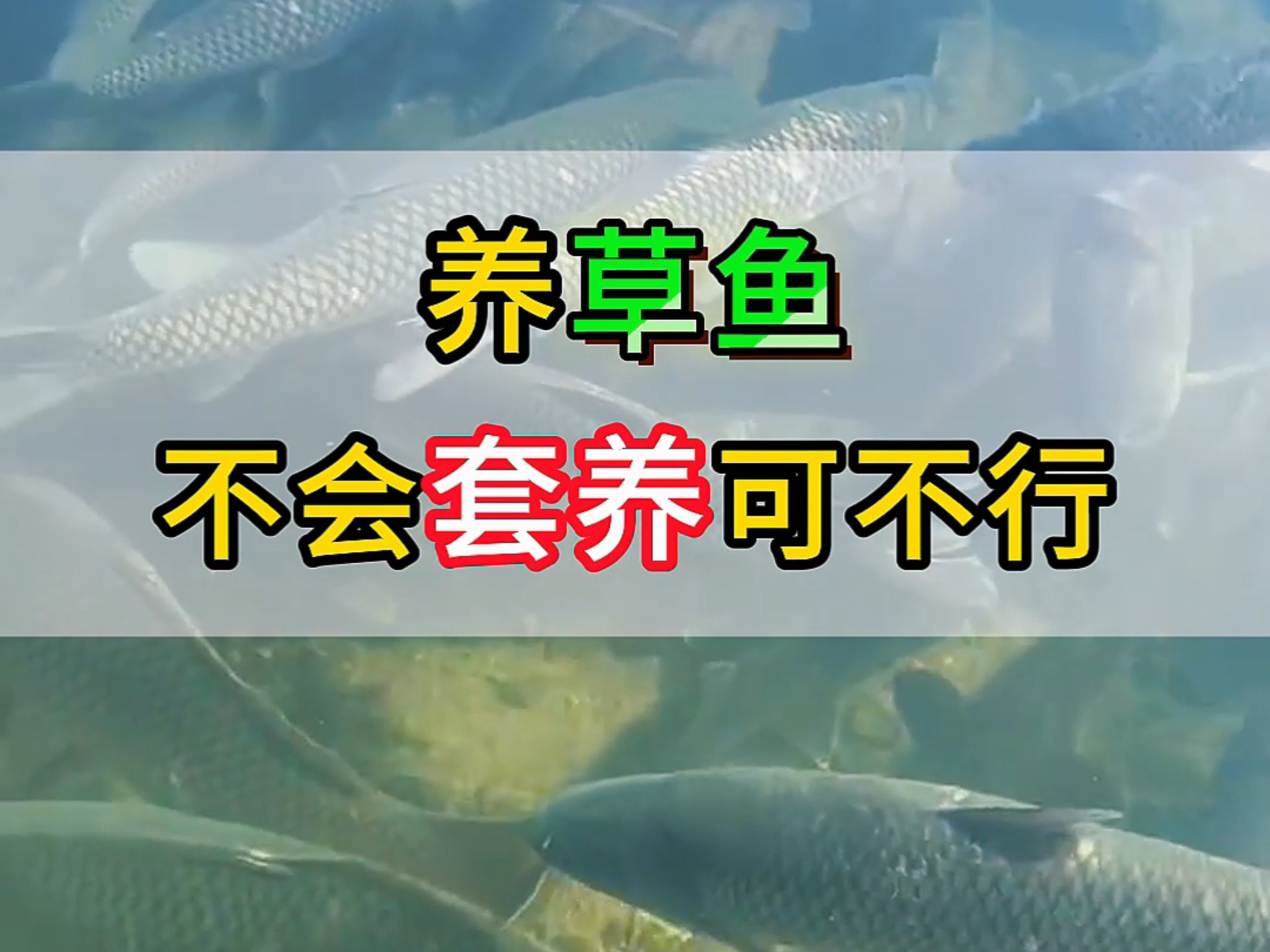 致富经水库养草鱼(致富经2019年全集养鱼视频)