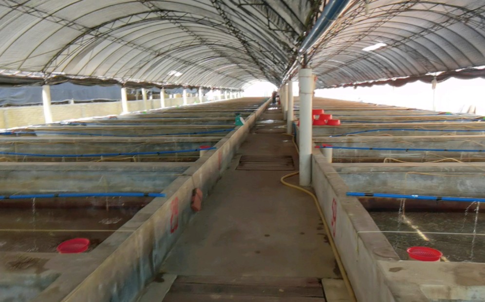 西北马王在海南优质东风螺海水养殖场