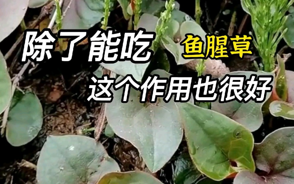 中药材:鱼腥草哔哩哔哩bilibili