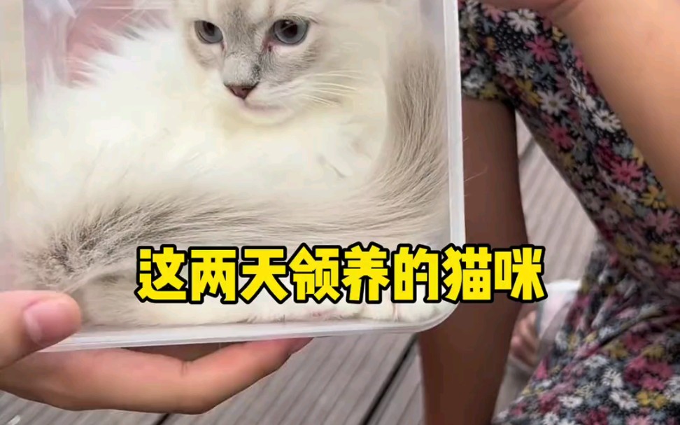 这两天去新家的流浪猫咪合集哔哩哔哩bilibili