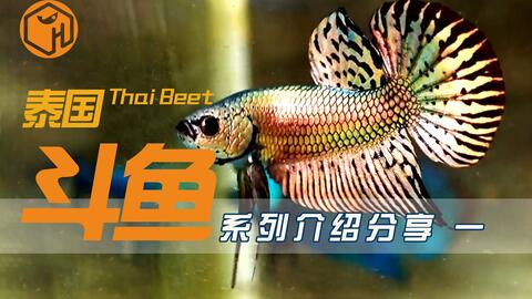 搜索 哔哩哔哩 つロ干杯 Bilibili