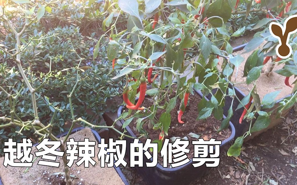 辣椒能过冬吗如何修剪越冬辣椒提高产量3个技巧