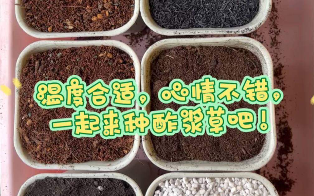 [图]9.4北方早花酢浆草播种