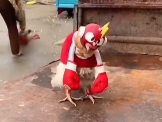 公鸡中的战斗机 电鸡小子