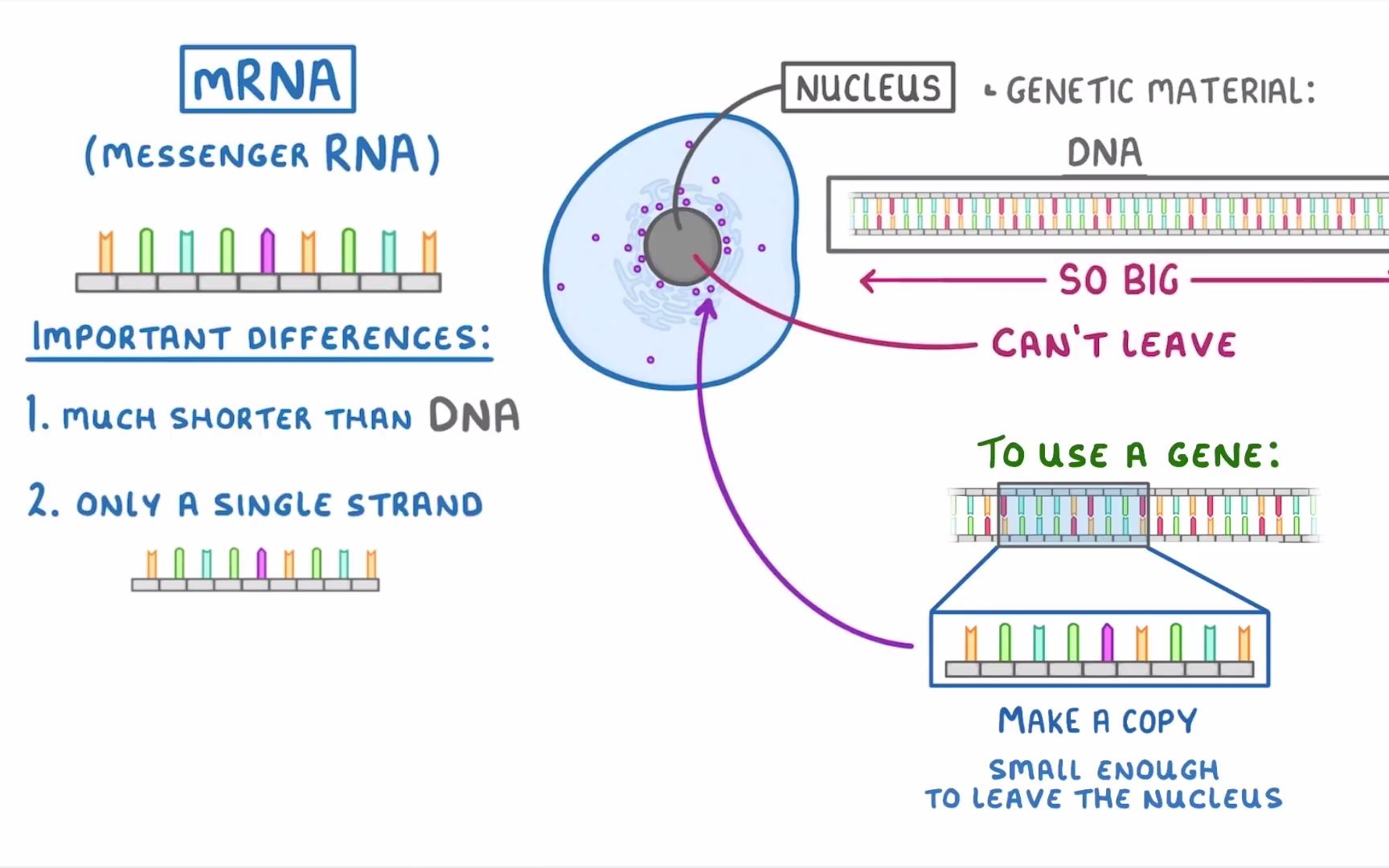 [图]How are Proteins Made - Transcription and Translation Explained #80