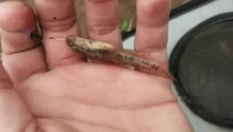 今天这是鱼苗聚会吗……