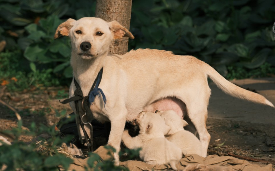 富士xh2s xf150-600拍摄犬哺乳幼崽