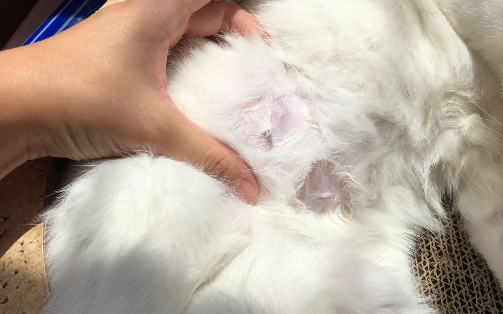 绝育母猫当众喂奶!(6月2日中午)