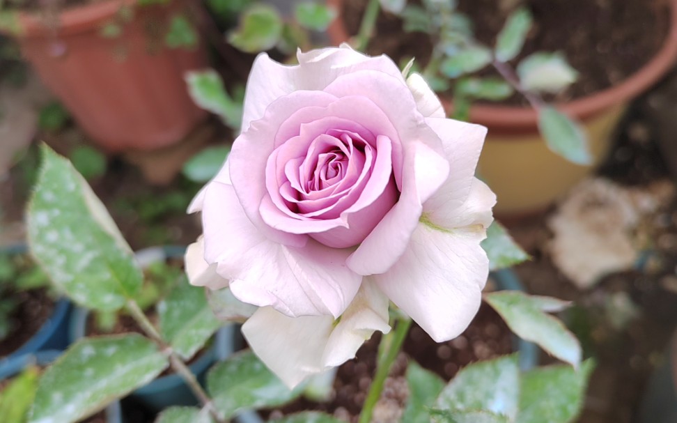 月季—贵族礼光