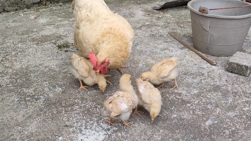 微胖鸡妈妈和越长越丑的鸡宝宝