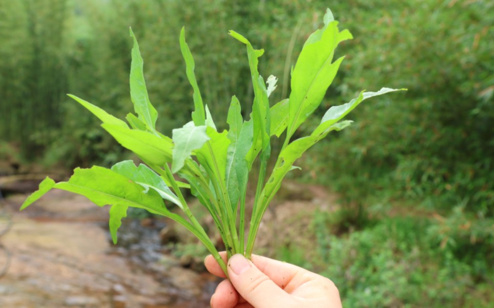 钻叶紫苑:外形像“剪刀”又像“柴胡”,能当野菜吃却是“害草”哔哩哔哩bilibili