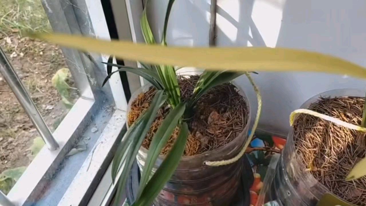 兰花春化,时间,地点,温差很重要,直接影响到来年春花的品质.