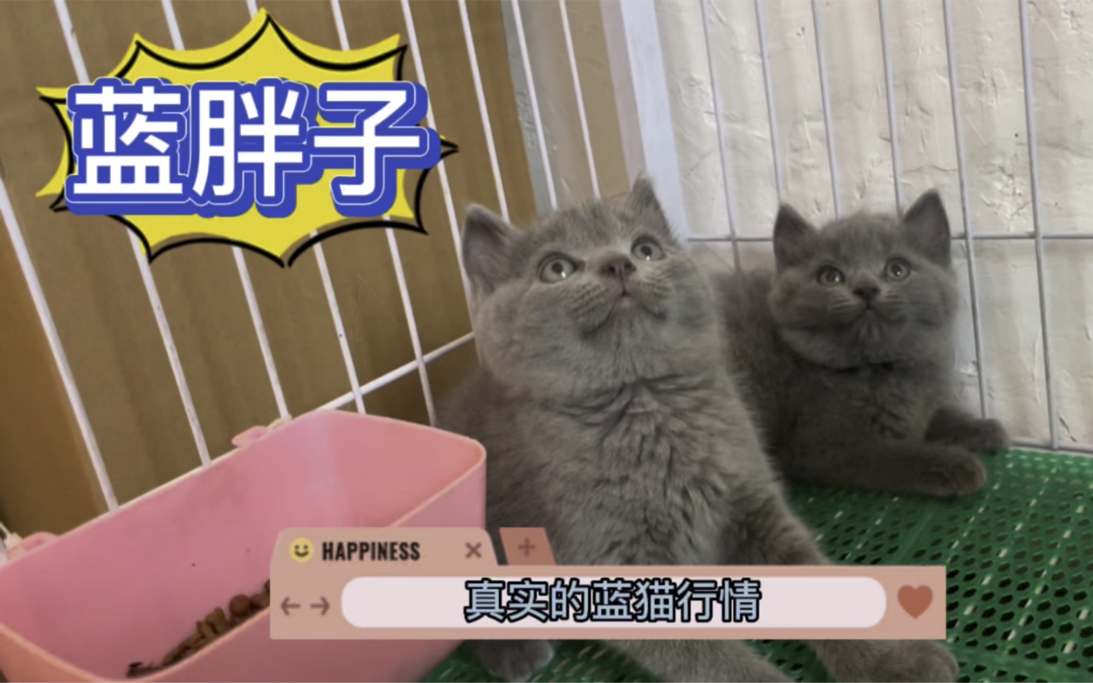 蓝猫真实的行情哔哩哔哩bilibili