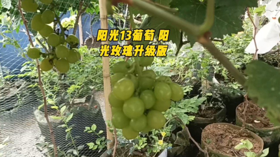 阳光13葡萄 阳光玫瑰升级版