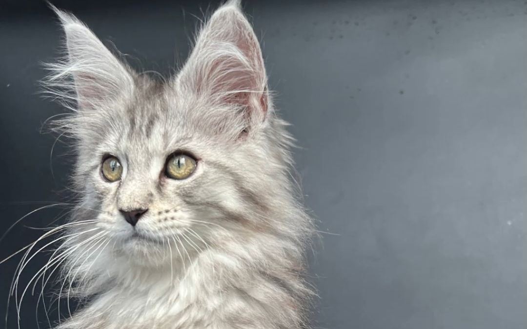 活动  猫咪美毛好物来啦!