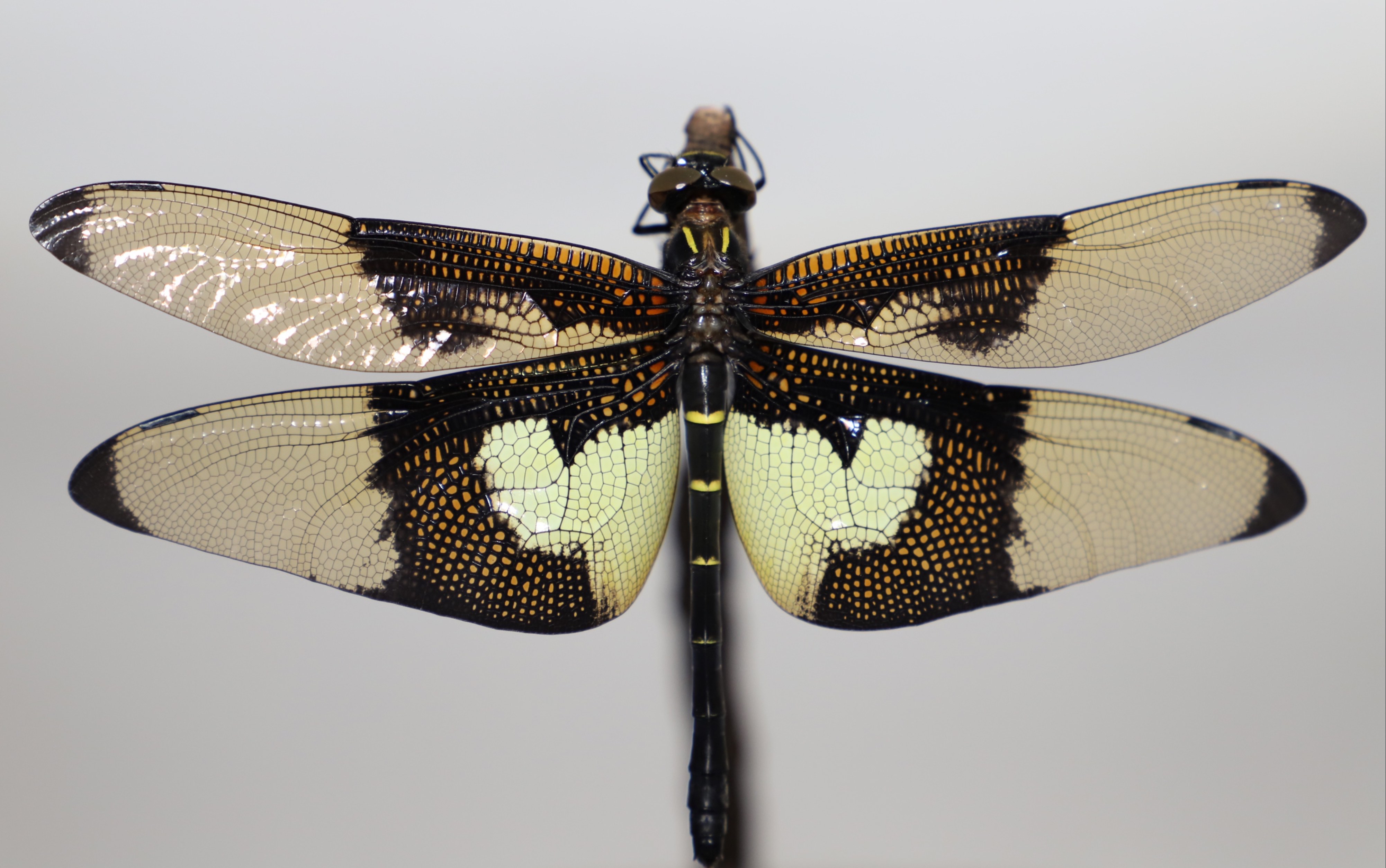【羽化】一只蝴蝶裂唇蜓的新生 chlorogomphus papilio