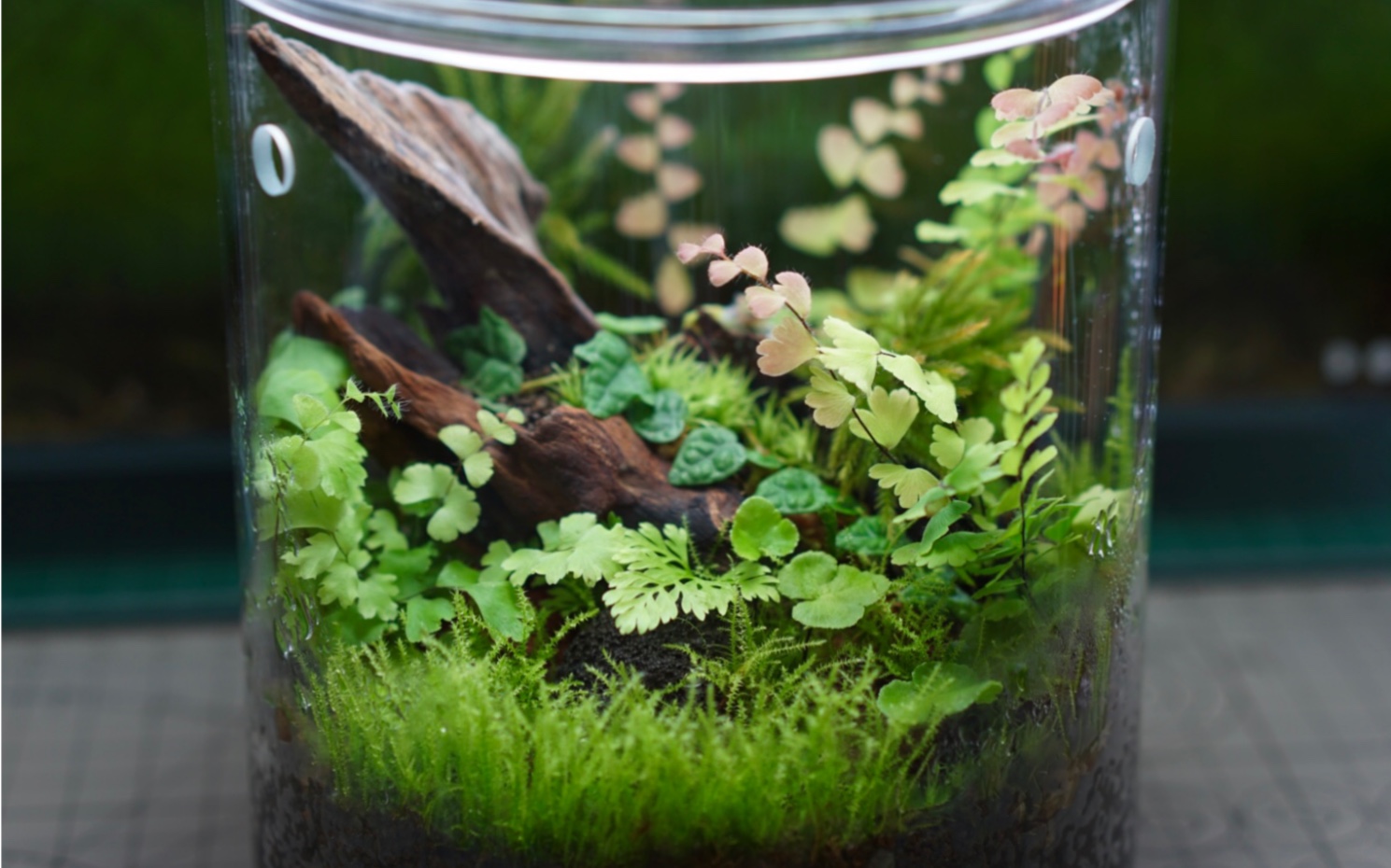 苔藓瓶 day53 微景观 记录