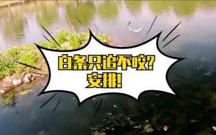 白条只追不咬？路亚白条非常规操作！干货！一般人我不告诉他！