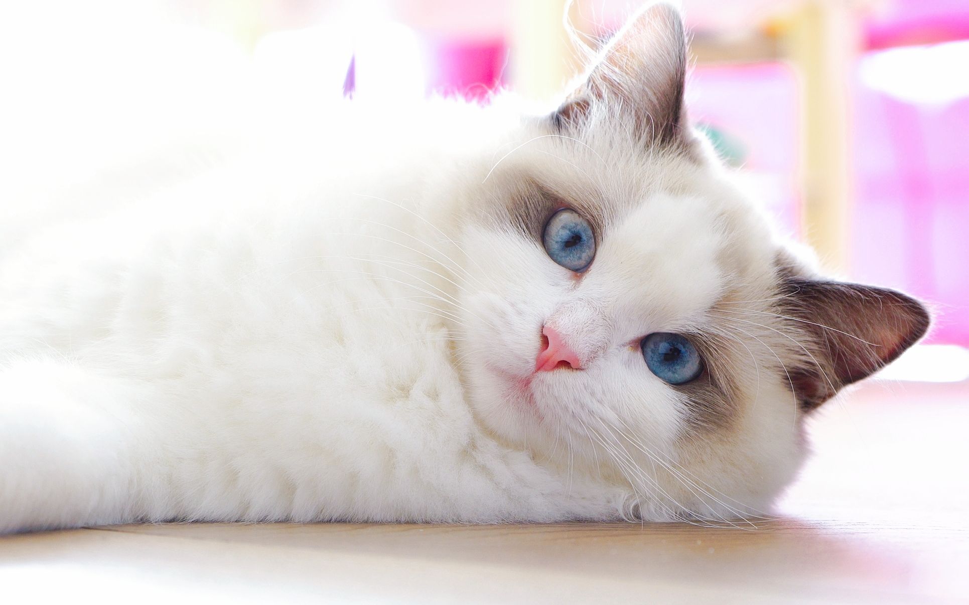 4 k 画质,一只猫究竟能多美? 一起来看看媚娘的盛世美颜吧