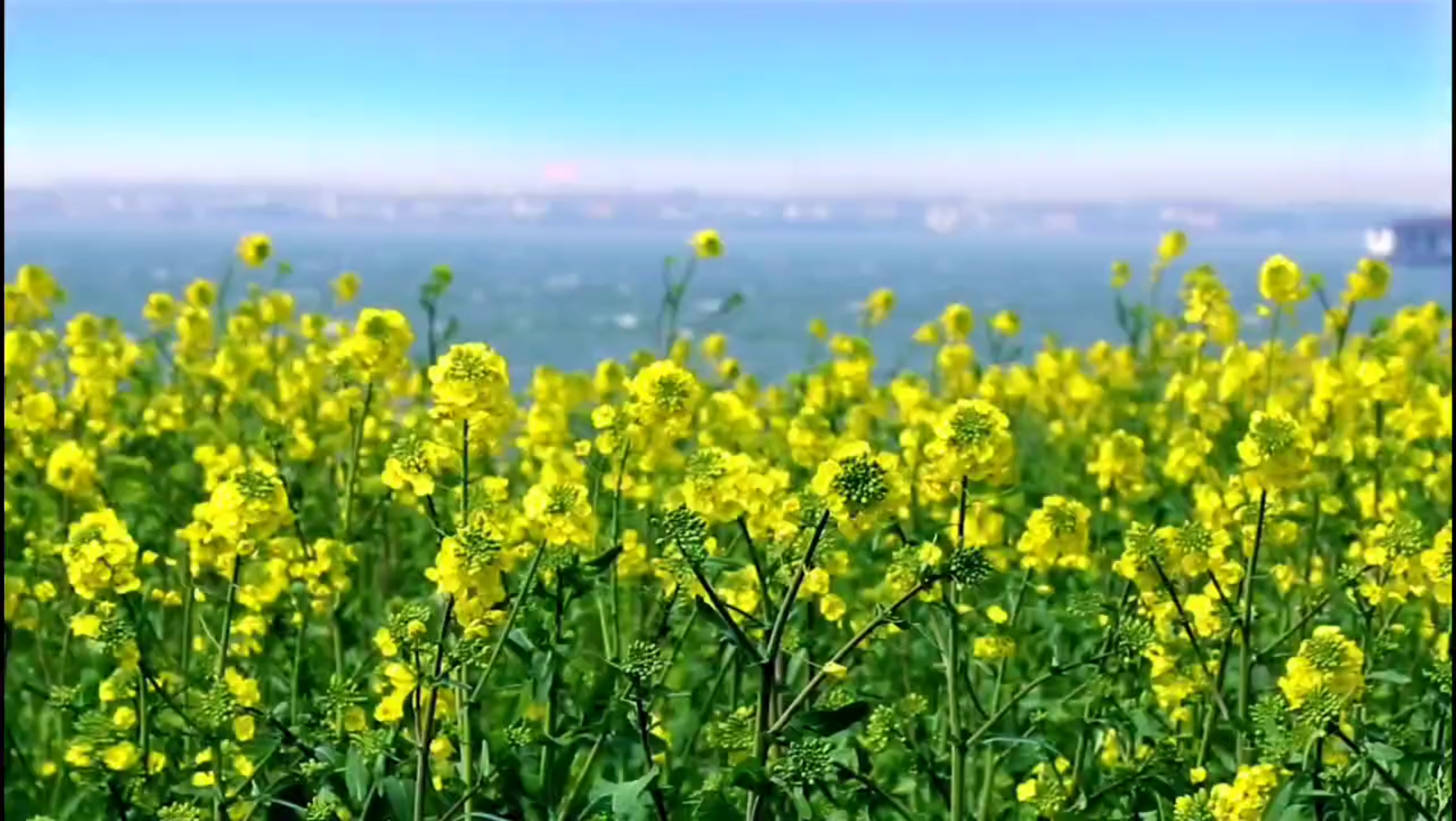 [图]春天到了，乡间田野里随处可见那金黄的油菜花