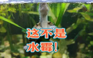 Download Video: 【古法养龟】乌龟脖子毛茸茸有絮状物？但这不是水霉病！夏季乌龟蜕皮和水霉的区别，乌龟水霉和纤毛虫的区别，夏季养龟乌龟蜕皮视频，乌龟长白毛一定是水霉吗？鸫龟先生原创