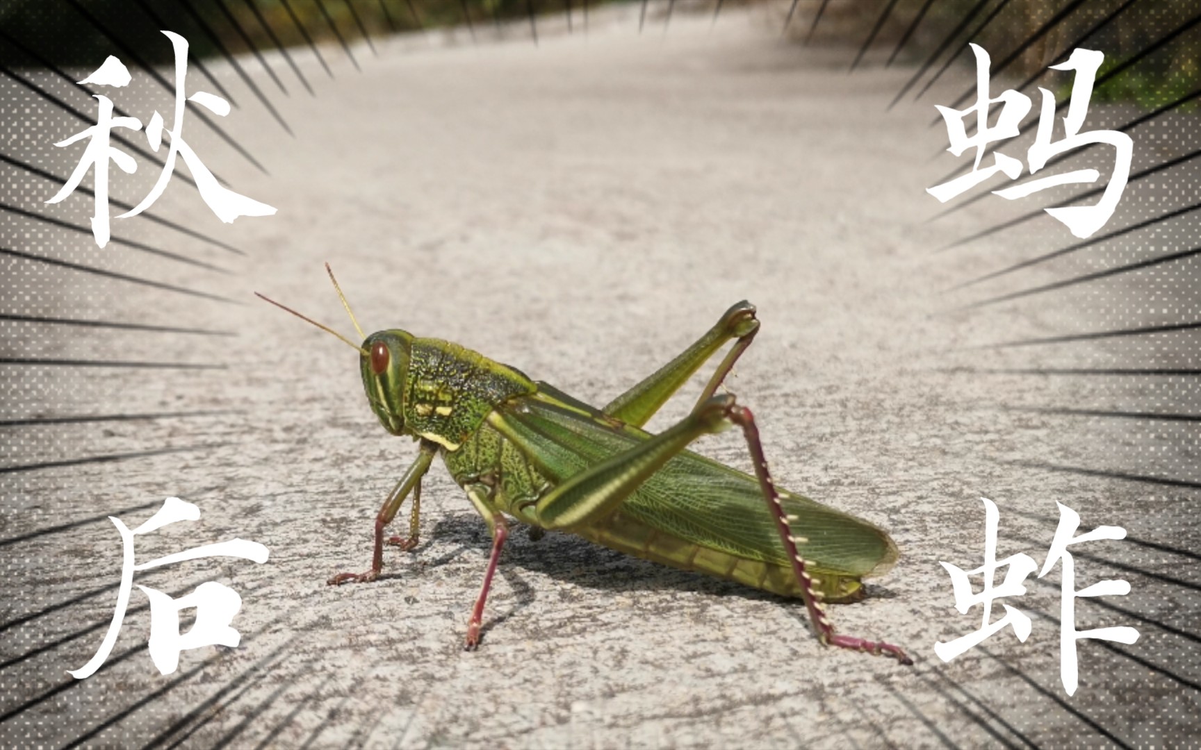秋后的蚂蚱