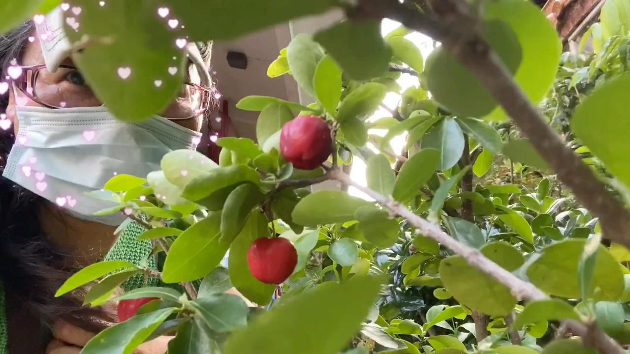 栎叶樱桃,维生素含量高,盆栽观赏又可吃