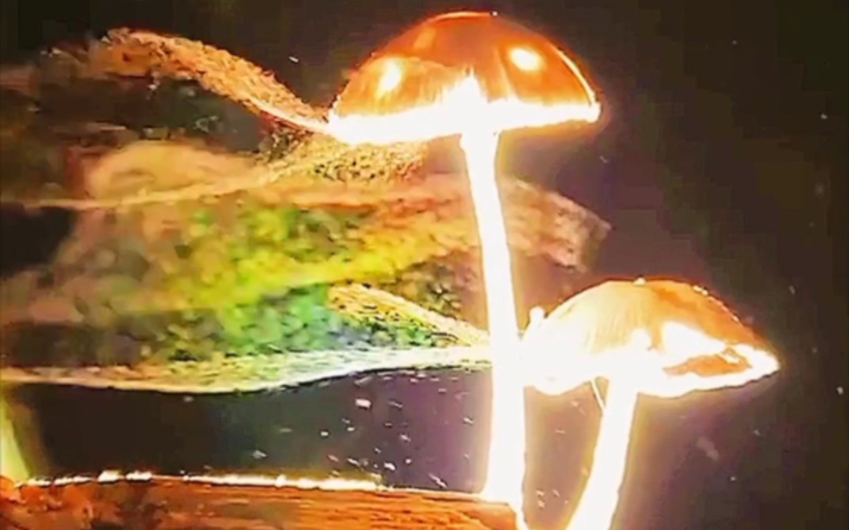 蘑菇夜间释放孢子的过程如梦如幻漂亮极了光在穿行于细小的孢子颗粒时