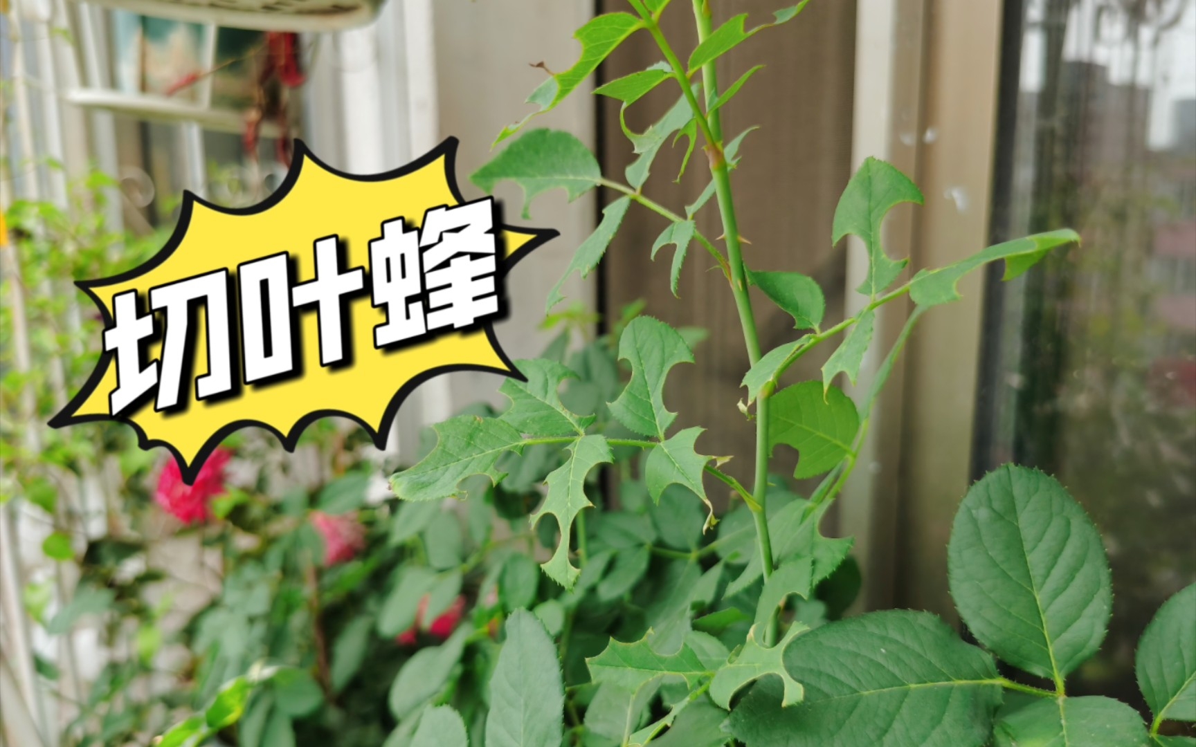 夏日月季:治的好红蜘蛛,躲不过切叶蜂!