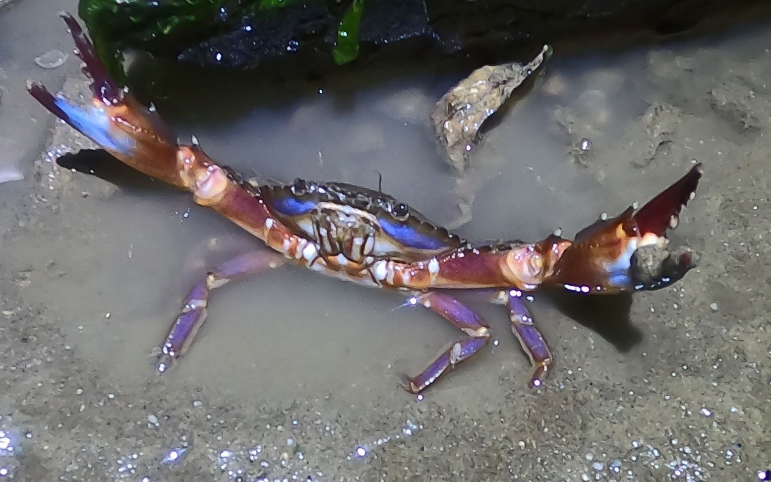 小斗赶海抓海螺抓到两点,抓到重量级赤甲红,比手还要大!