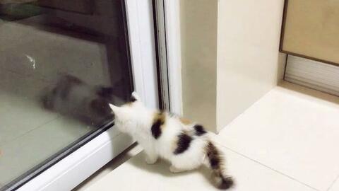 三花猫咪看到镜子中的自己懵逼了 你是谁 哔哩哔哩 つロ干杯 Bilibili