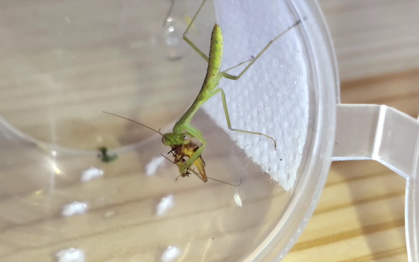 【螳螂】2龄圆盾捕食蟋蟀_哔哩哔哩_bilibili