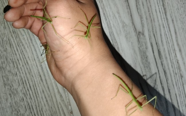 竹节虫:一起摇摆?_哔哩哔哩_bilibili