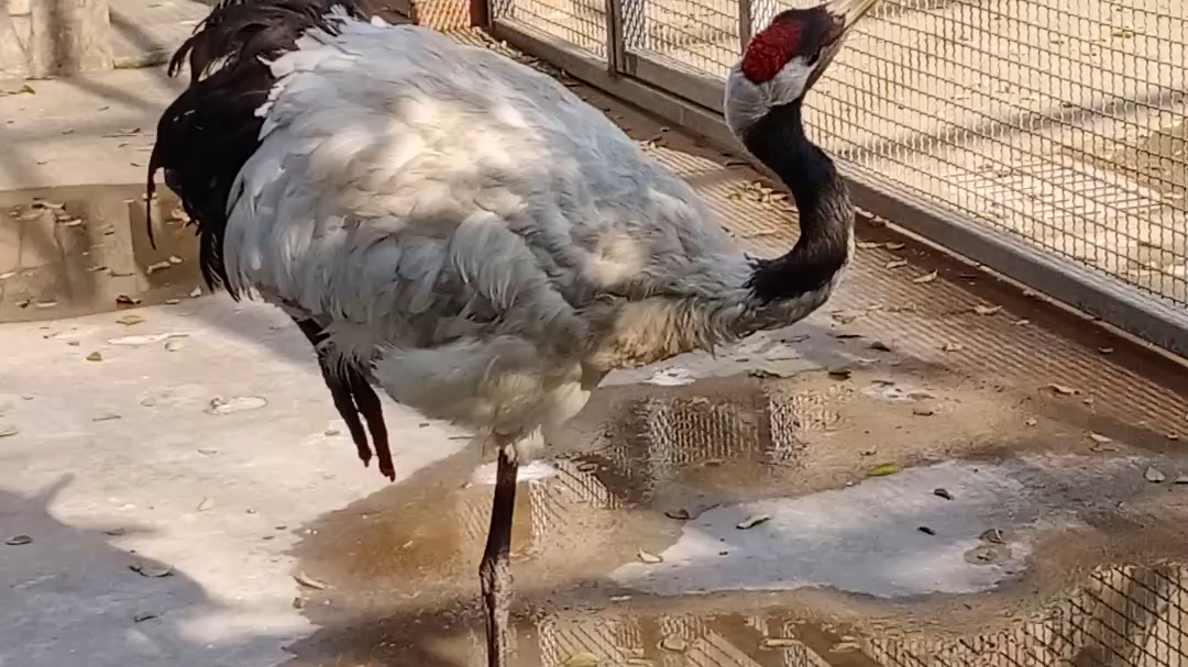 汴京動物園鶴