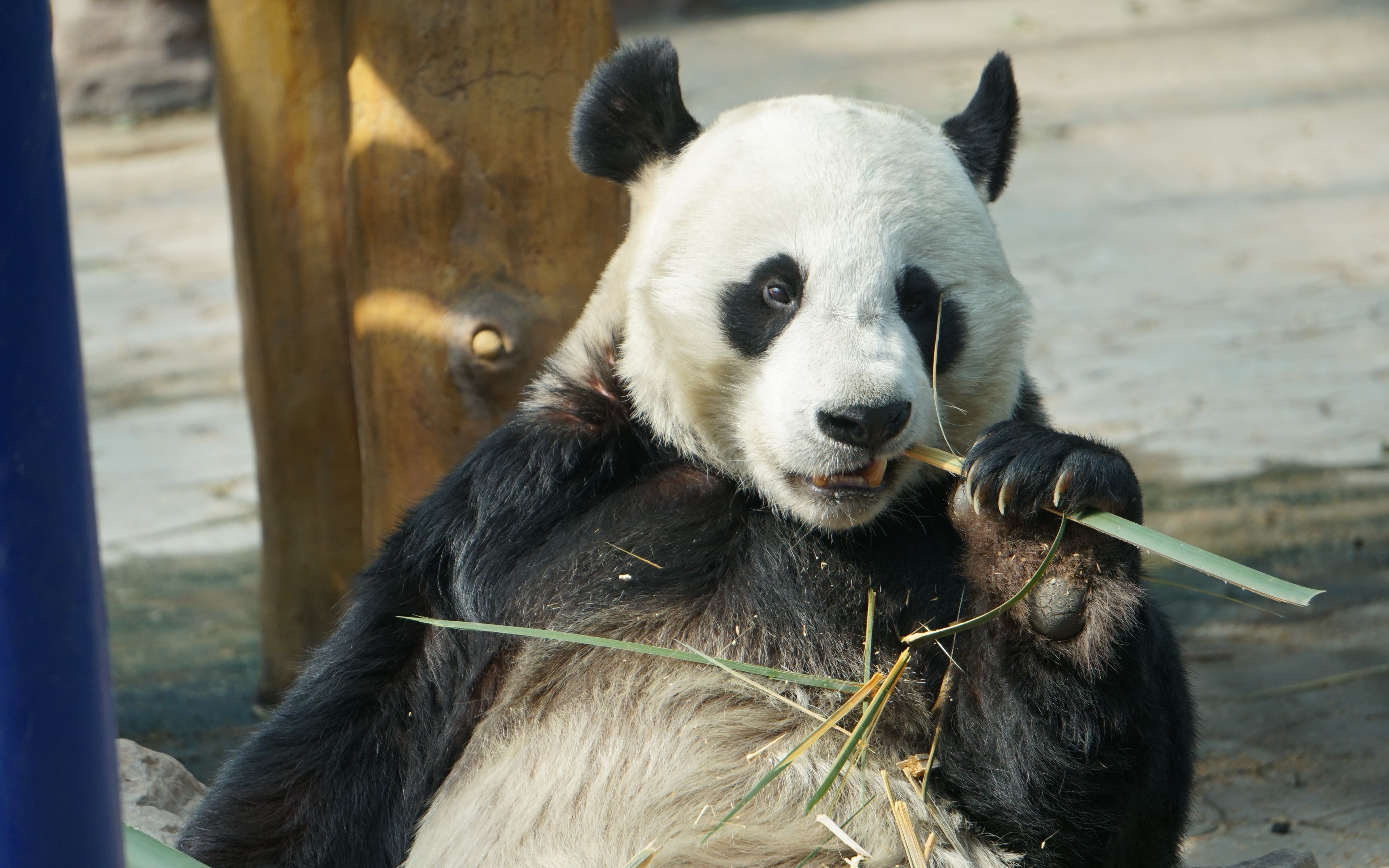 【大熊猫浦浦】浦浦看起来跟金虎蜜汁相似是肿么回事?