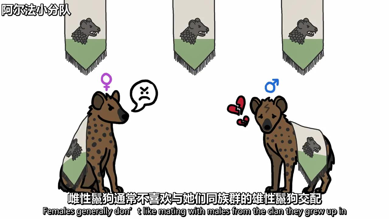 【中字】公鬣狗为啥那么惨哔哩哔哩bilibili