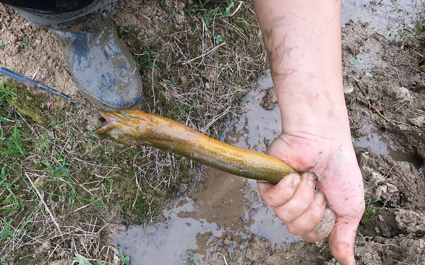 老淡驱车15公里钓黄鳝,流水洞钓到大货,这收获能对得起我的油吗