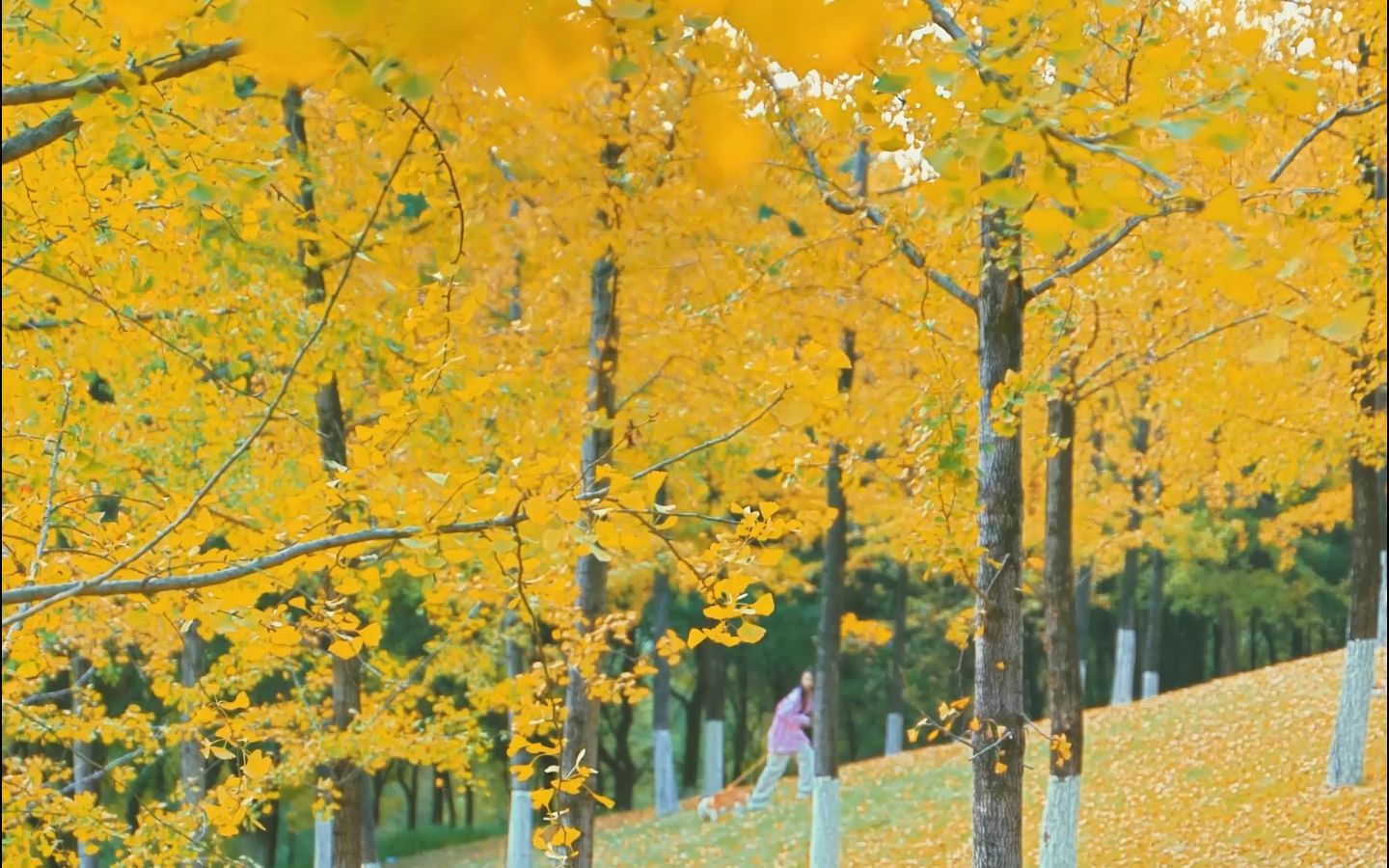 重庆中央公园秋天图片图片