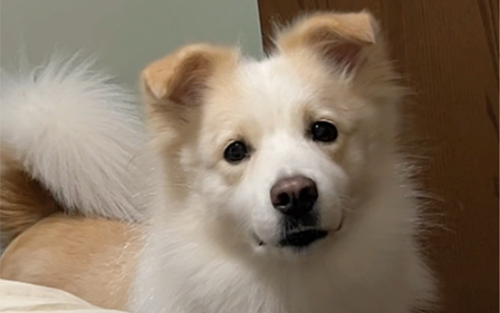 陈贝拉可真幼稚,老让我陪她玩"葵花点穴手"#边牧陈贝拉