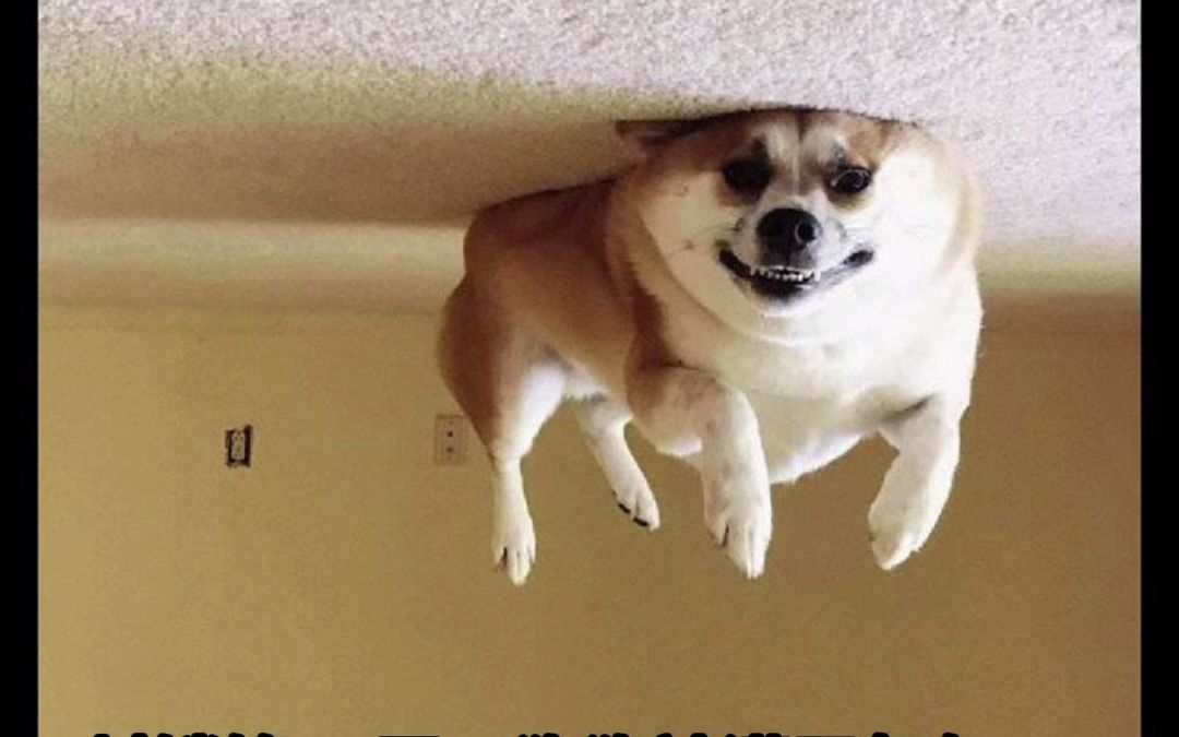 隔离第18天,我觉得自己的狗飞了起来 #meme