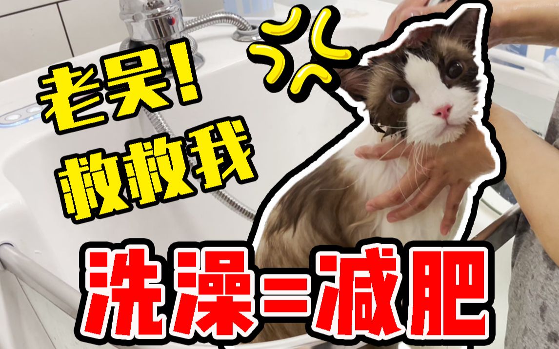 【VLOG】当UP主是猫咖老板是什么体验? 被一大群”猛兽“袭击哔哩哔哩bilibili